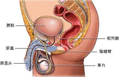 前列腺囊腫怎樣預防才好
